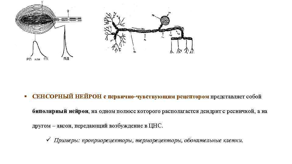 По чувствительному нейрону возбуждение передается