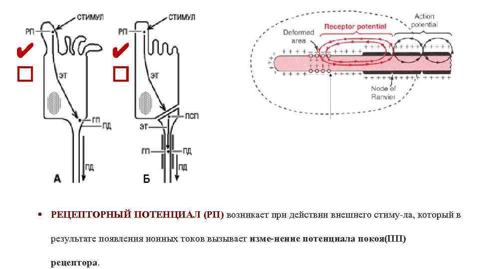 ✔ ✔ § РЕЦЕПТОРНЫЙ ПОТЕНЦИАЛ (РП) возникает при действии внешнего стиму ла, который в