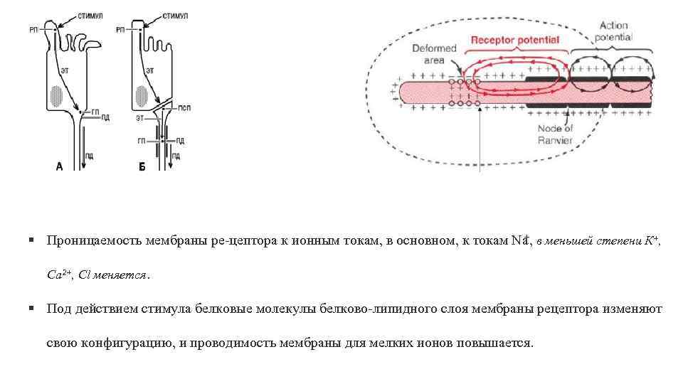 Проницаемость мембраны для ионов калия