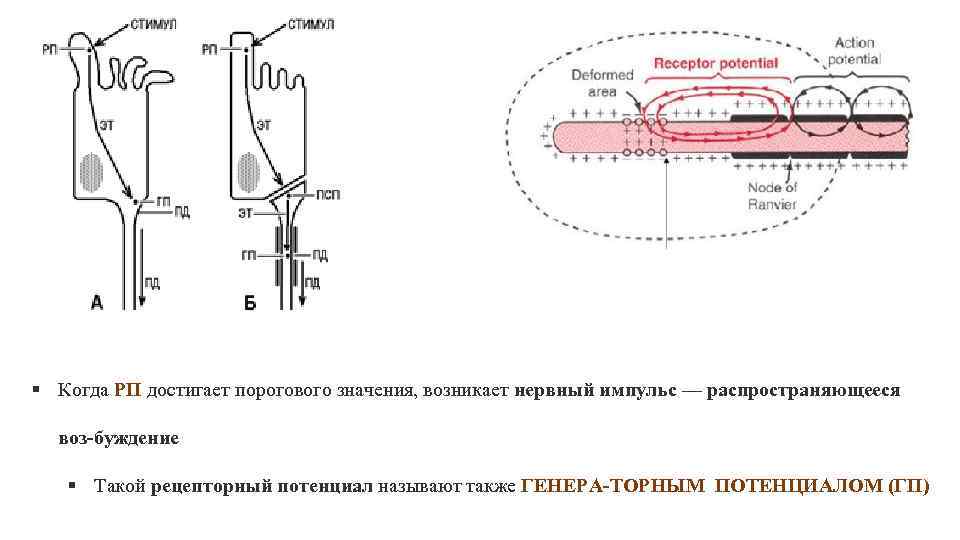 Рецепторный потенциал это. Рецепторный потенциал. Пороговый потенциал это в физиологии. Пороговое значение нервного импульса. ЭКСТЕРОРЕЦЕПЦИЯ это в физиологии.