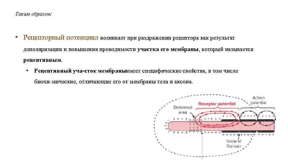 Таким образом: • Рецепторный потенциал возникает при раздражении рецептора как результат деполяризации и повышения