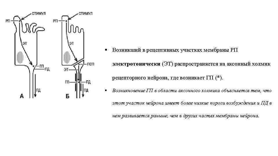 § Возникший в рецептивных участках мембраны РП электротонически (ЭТ) распространяется на аксонный холмик рецепторного
