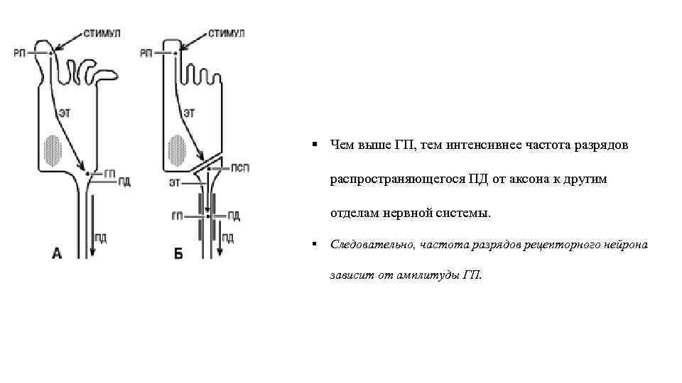 § Чем выше ГП, тем интенсивнее частота разрядов распространяющегося ПД от аксона к другим