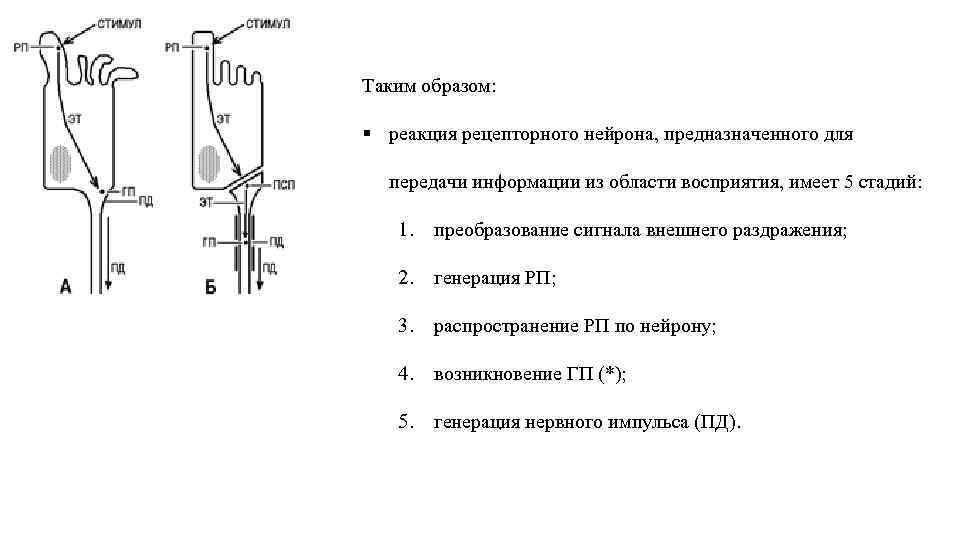 Таким образом: § реакция рецепторного нейрона, предназначенного для передачи информации из области восприятия, имеет