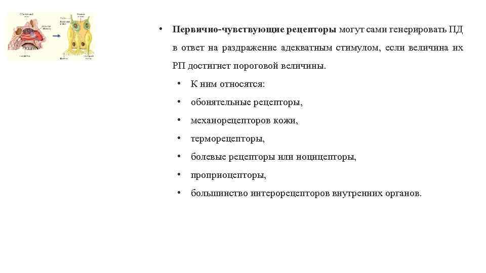  • Первично чувствующие рецепторы могут сами генерировать ПД в ответ на раздражение адекватным