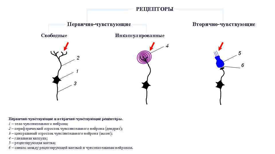 Возбуждение рецепторов. Вторичночувствующие рецепторы это физиология. Схема вторично чувствующего рецептора. Первично и вторично чувствующий Рецептор. Первично чувствительные рецепторы примеры.