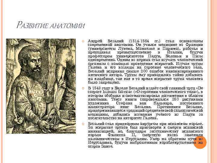 РАЗВИТИЕ АНАТОМИИ Андрей Везалий (1514 -1564 гг. ) стал основателем современной анатомии. Он учился