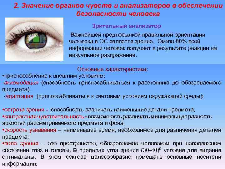2. Значение органов чувств и анализаторов в обеспечении безопасности человека Зрительный анализатор Важнейшей предпосылкой