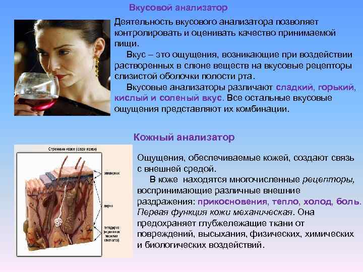 Вкусовой анализатор Деятельность вкусового анализатора позволяет контролировать и оценивать качество принимаемой пищи. Вкус –