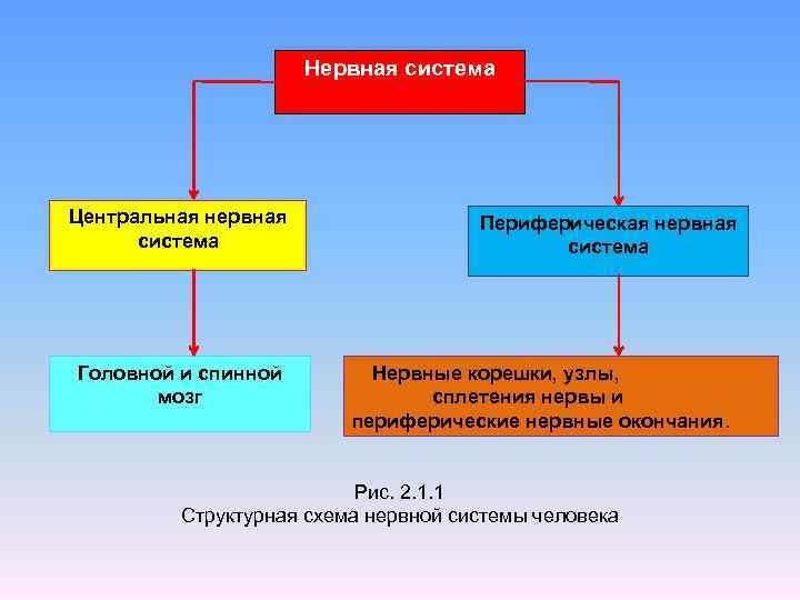 Нервная система Центральная нервная система Головной и спинной мозг Периферическая нервная система Нервные корешки,