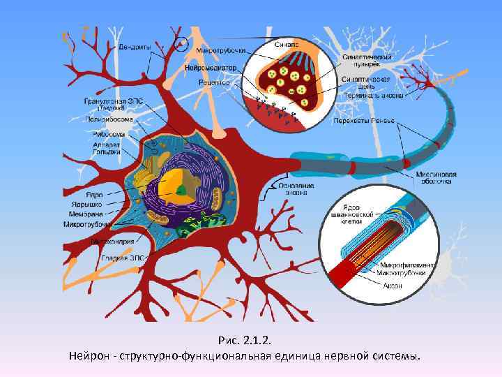 Рис. 2. 1. 2. Нейрон - структурно-функциональная единица нервной системы. 