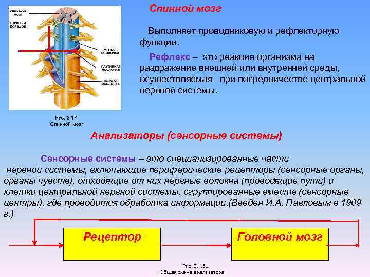 Спинной мозг Выполняет проводниковую и рефлекторную функции. Рефлекс – это реакция организма на раздражение