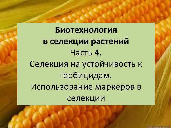Биотехнология в селекции растений Часть 4. Селекция на устойчивость к гербицидам. Использование маркеров в