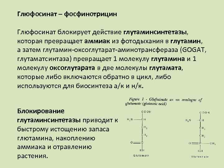 Глюфосинат – фосфинотрицин Глюфосинат блокирует действие глутаминсинтетазы, которая превращает аммиак из фотодыхания в глутамин,