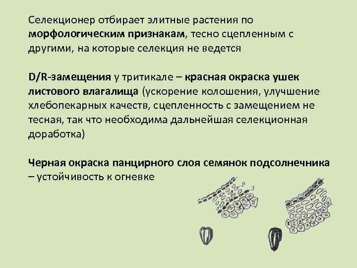 Селекционер отбирает элитные растения по морфологическим признакам, тесно сцепленным с другими, на которые селекция