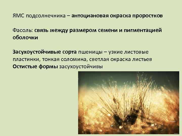 ЯМС подсолнечника – антоциановая окраска проростков Фасоль: связь между размером семени и пигментацией оболочки