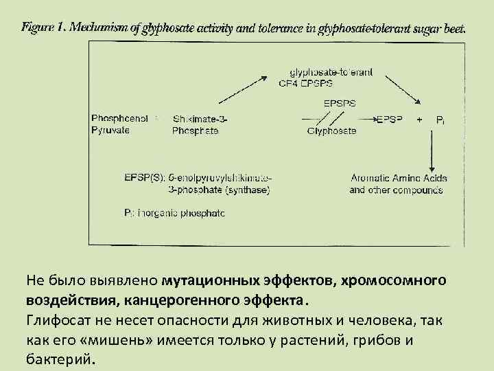 Не было выявлено мутационных эффектов, хромосомного воздействия, канцерогенного эффекта. Глифосат не несет опасности для