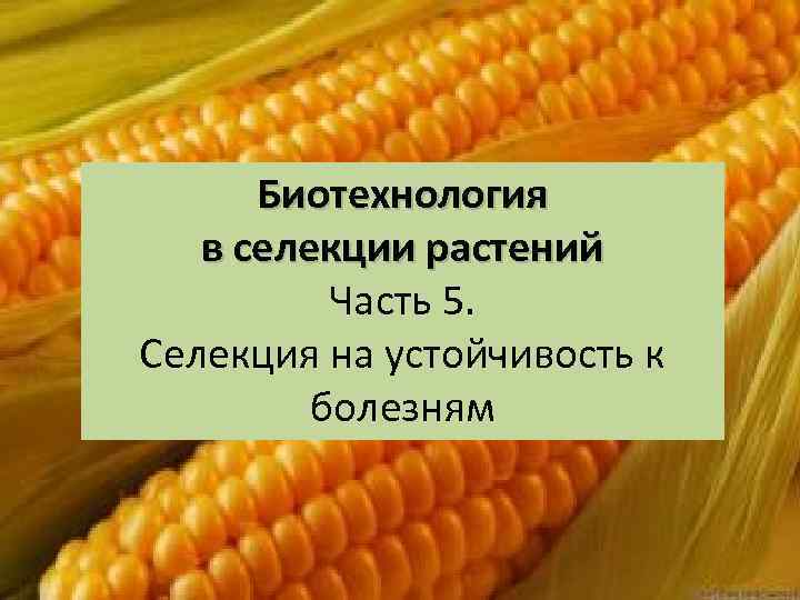 Биотехнология в селекции растений Часть 5. Селекция на устойчивость к болезням 