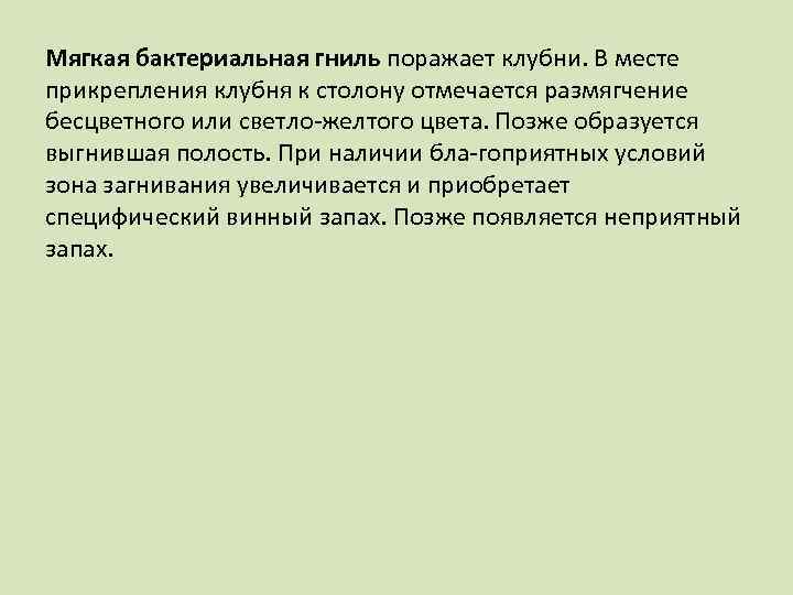 Мягкая бактериальная гниль поражает клубни. В месте прикрепления клубня к столону отмечается размягчение бесцветного