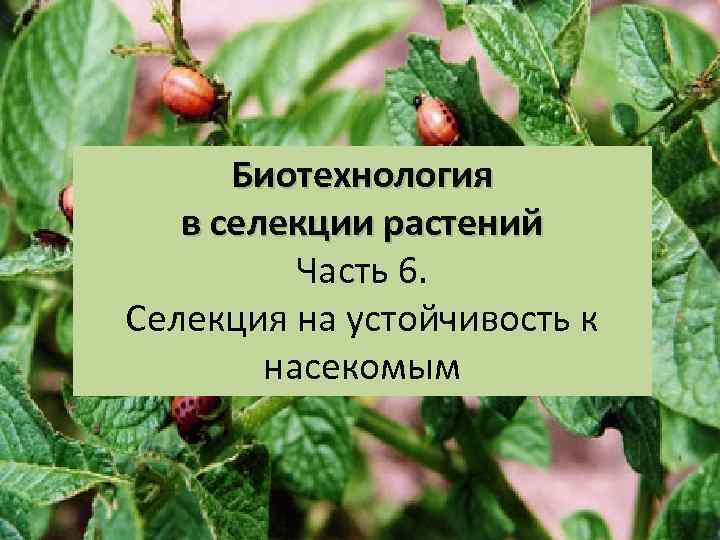 Биотехнология в селекции растений Часть 6. Селекция на устойчивость к насекомым 
