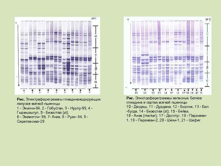 Рис. Электрофореграммы глиадинокодирующих локусов мягкой пшеницы 1 - Экинчи-84, 2 - Гобустан, 3 -