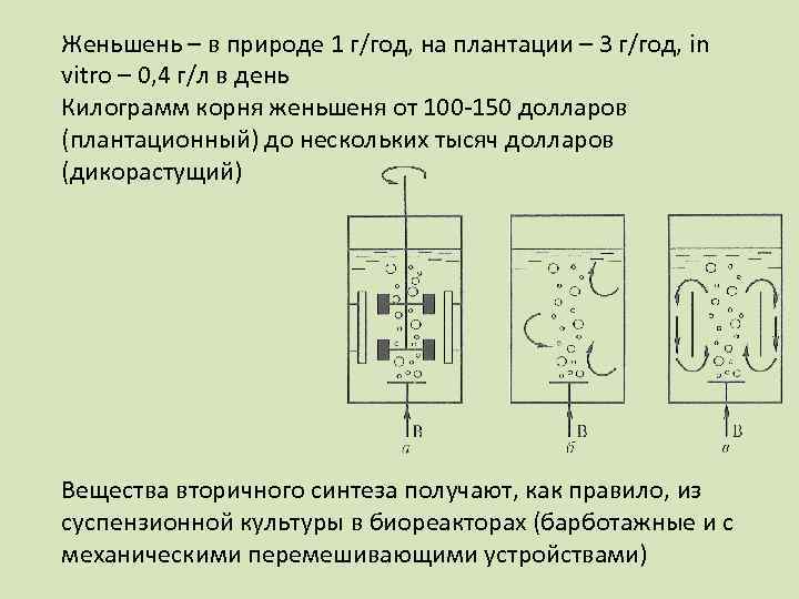 Женьшень – в природе 1 г/год, на плантации – 3 г/год, in vitro –