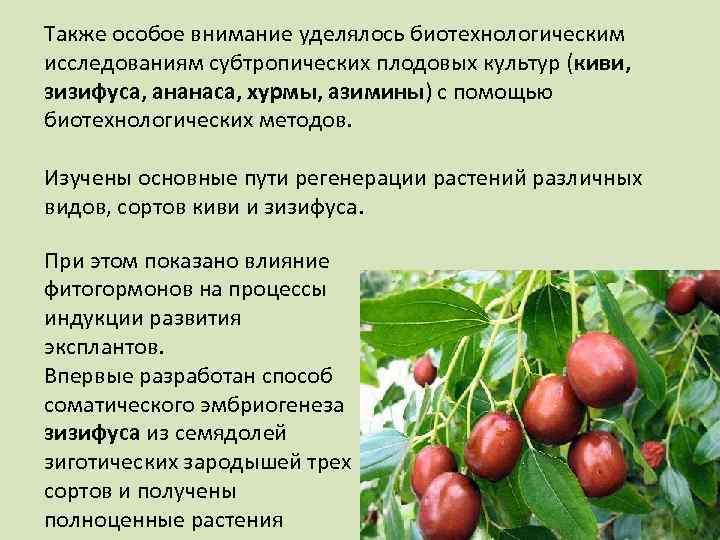 Также особое внимание уделялось биотехнологическим исследованиям субтропических плодовых культур (киви, зизифуса, ананаса, хурмы, азимины)