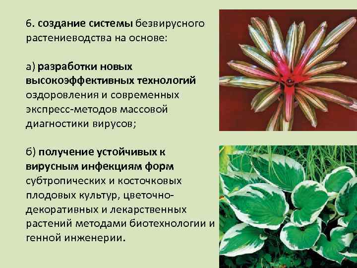 6. создание системы безвирусного растениеводства на основе: а) разработки новых высокоэффективных технологий оздоровления и