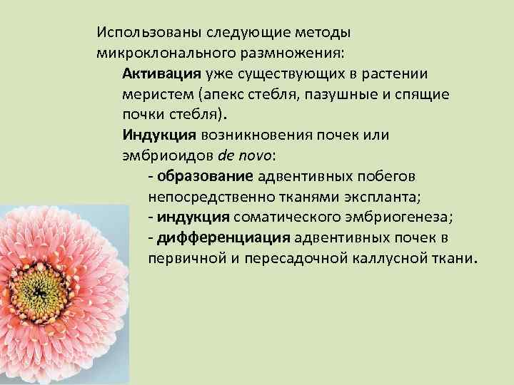 Использованы следующие методы микроклонального размножения: Активация уже существующих в растении меристем (апекс стебля, пазушные