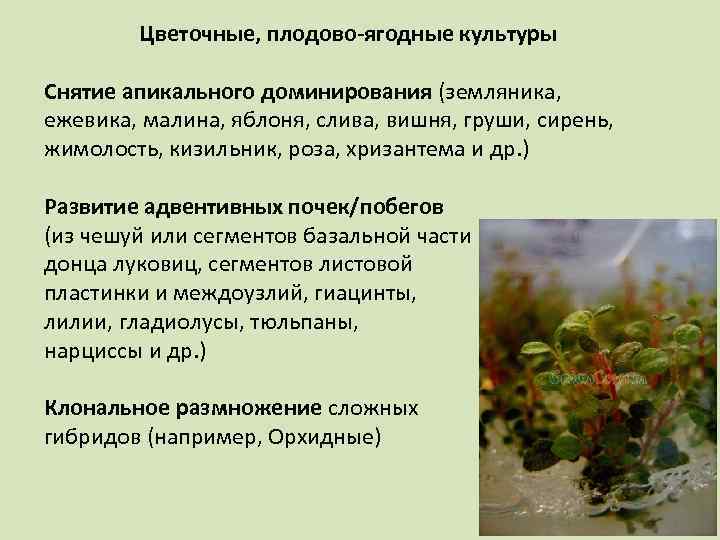 Цветочные, плодово-ягодные культуры Снятие апикального доминирования (земляника, ежевика, малина, яблоня, слива, вишня, груши, сирень,