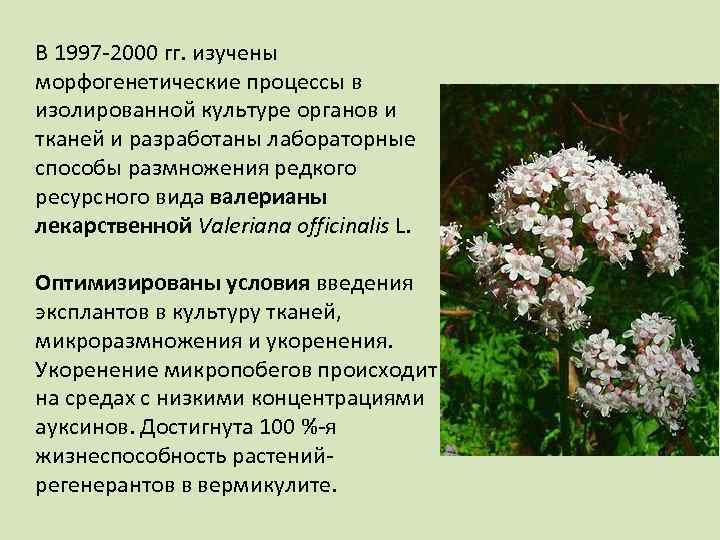 В 1997 -2000 гг. изучены морфогенетические процессы в изолированной культуре органов и тканей и