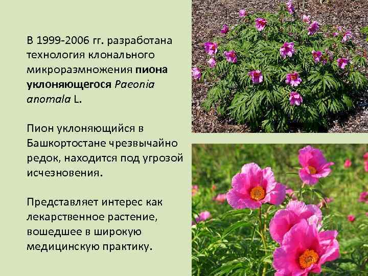 В 1999 -2006 гг. разработана технология клонального микроразмножения пиона уклоняющегося Paeonia anomala L. Пион