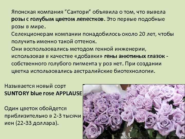 Японская компания "Сантори" объявила о том, что вывела розы с голубым цветом лепестков. Это