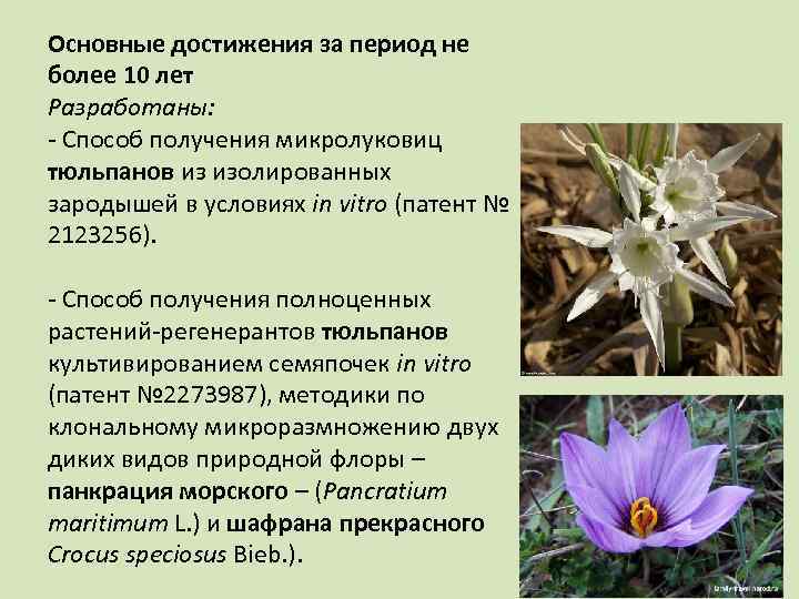 Основные достижения за период не более 10 лет Разработаны: - Способ получения микролуковиц тюльпанов