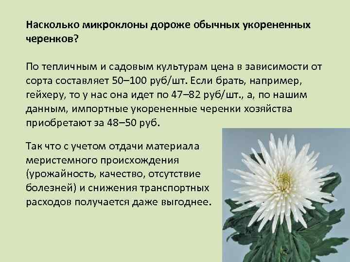 Насколько микроклоны дороже обычных укорененных черенков? По тепличным и садовым культурам цена в зависимости