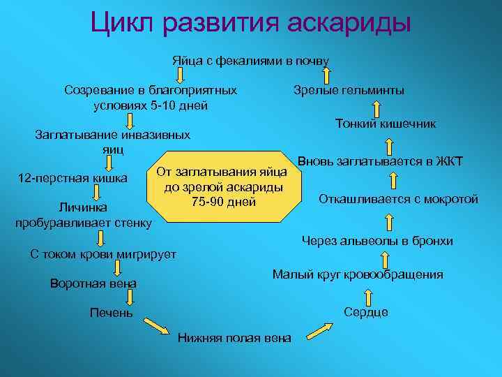 Цикл развития аскариды Яйца с фекалиями в почву Созревание в благоприятных условиях 5 -10