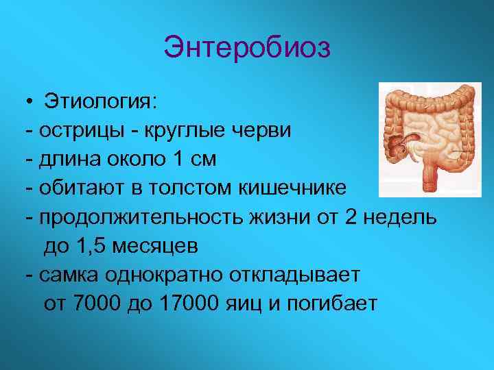 Энтеробиоз • Этиология: - острицы - круглые черви - длина около 1 см -