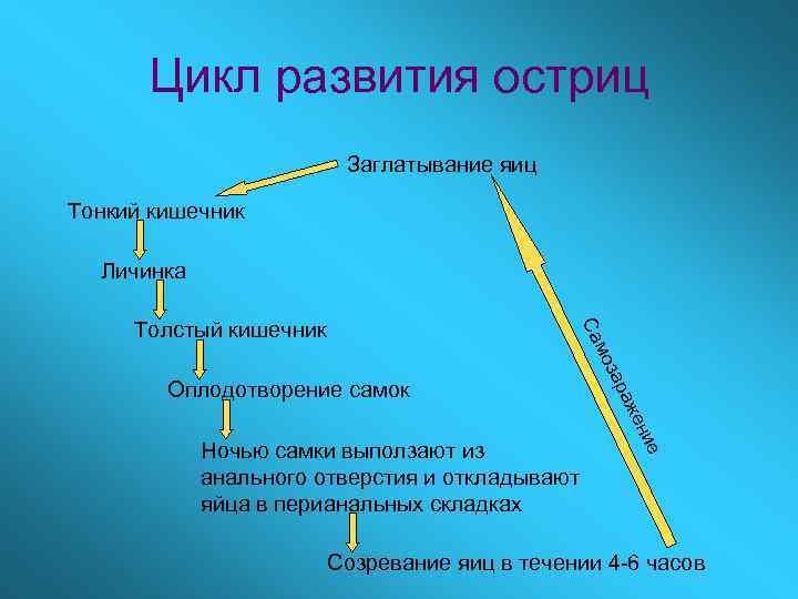 Цикл развития остриц Заглатывание яиц Тонкий кишечник Личинка Оплодотворение самок ие Ночью самки выползают