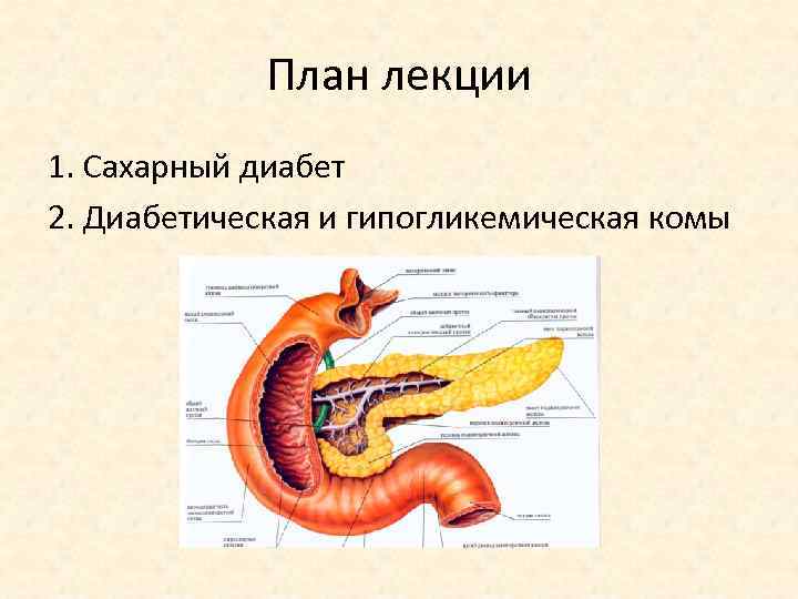 План лекции 1. Сахарный диабет 2. Диабетическая и гипогликемическая комы 