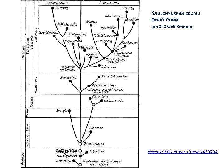 Классическая схема филогении многоклеточных https: //elementy. ru/news/430704 