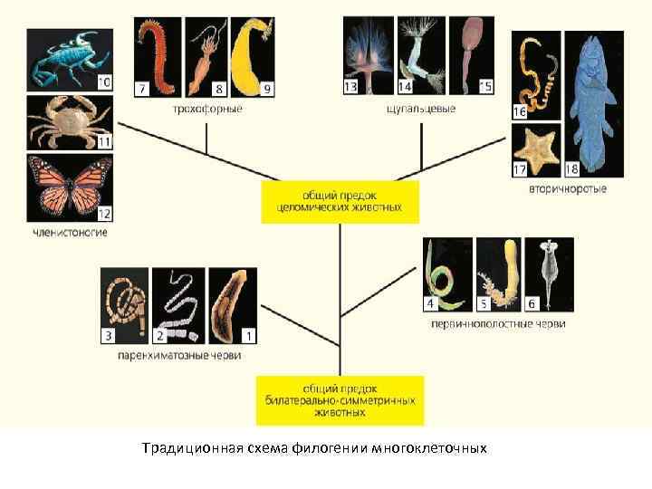 Традиционная схема филогении многоклеточных 