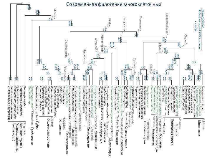 Современная филогения многоклеточных 