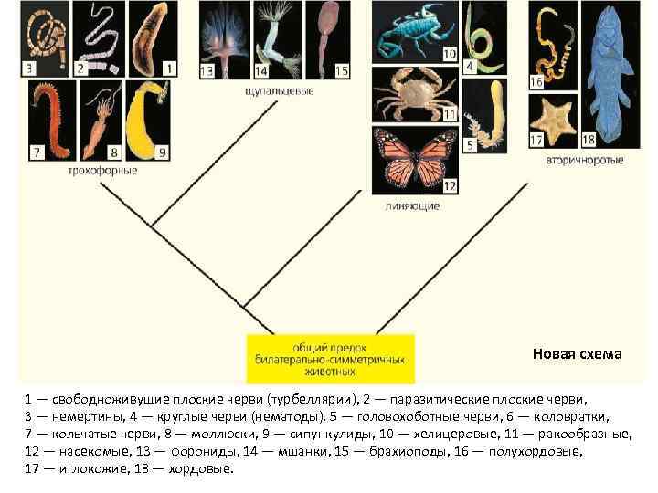 Новая схема 1 — свободноживущие плоские черви (турбеллярии), 2 — паразитические плоские черви, 3