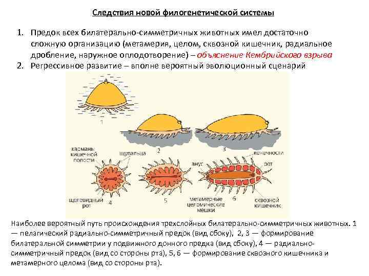 Следствия новой филогенетической системы 1. Предок всех билатерально-симметричных животных имел достаточно сложную организацию (метамерия,