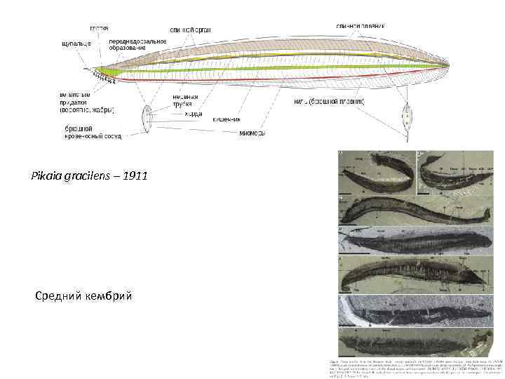 Pikaia gracilens – 1911 Средний кембрий 
