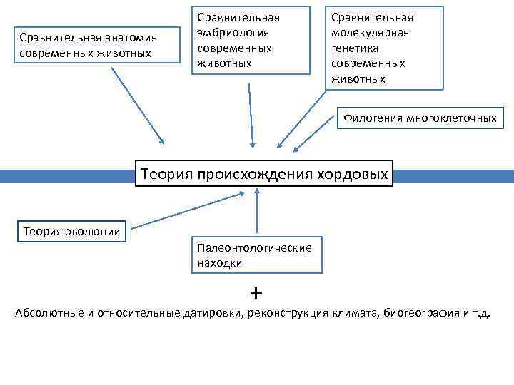 Сравнительная анатомия современных животных Сравнительная эмбриология современных животных Сравнительная молекулярная генетика современных животных Филогения