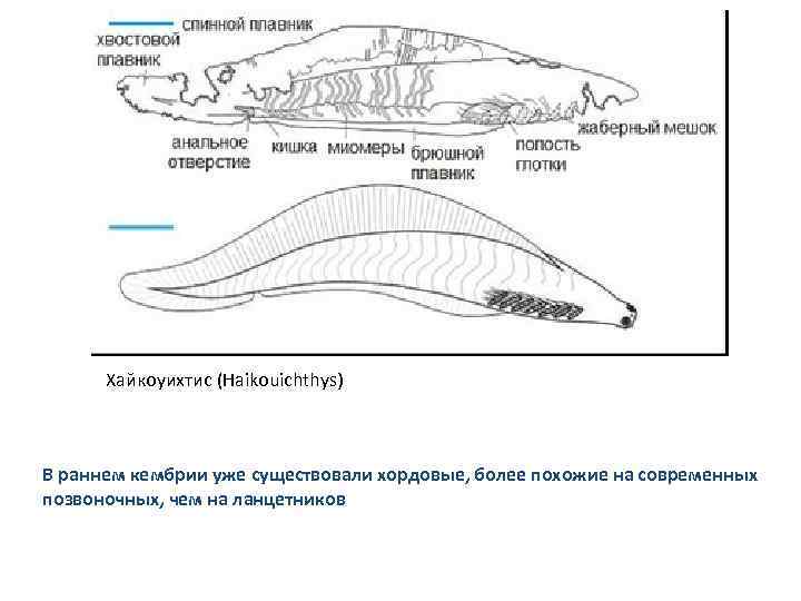 Хайкоуихтис (Haikouichthys) В раннем кембрии уже существовали хордовые, более похожие на современных позвоночных, чем