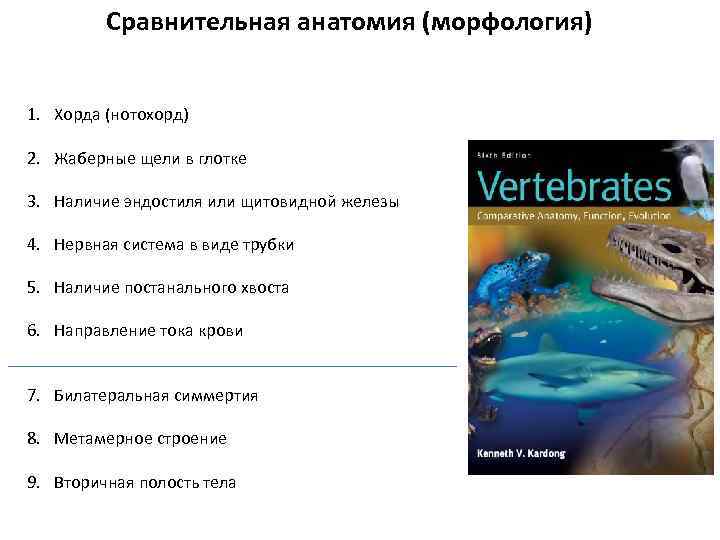 Сравнительная анатомия (морфология) 1. Хорда (нотохорд) 2. Жаберные щели в глотке 3. Наличие эндостиля