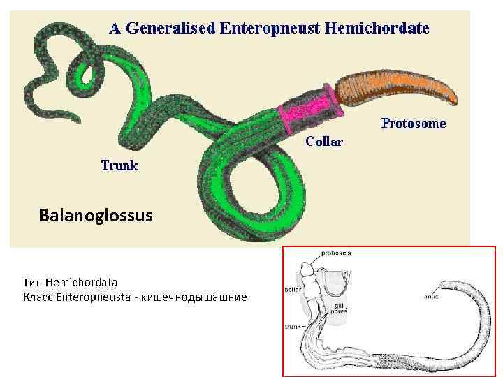 Balanoglossus Тип Hemichordata Класс Enteropneusta - кишечнодышашние 