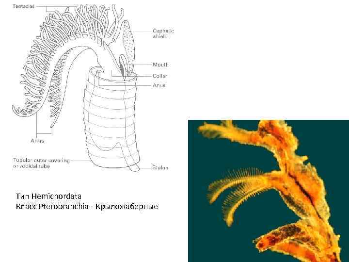 Тип Hemichordata Класс Pterobranchia - Крыложаберные 